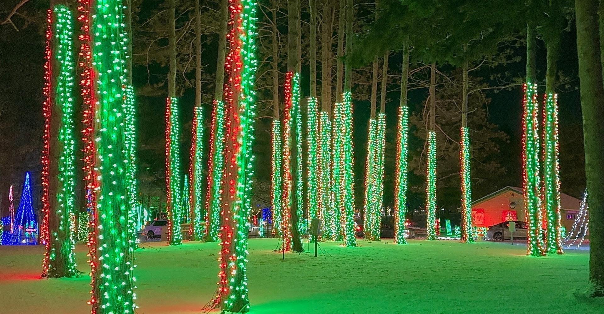 Dazzling lights wrapped around trees throughout the Christmas Carnival of Lights drive through light show Dazzling lights wrapped around trees throughout the Christmas Carnival of Lights drive through light show